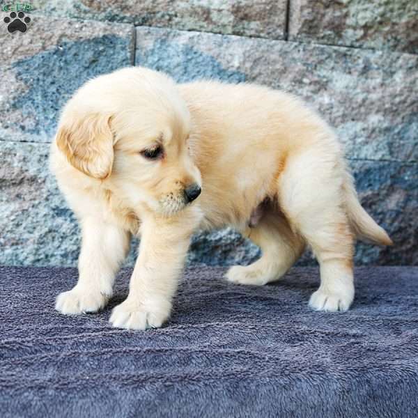 Chester, Golden Retriever Puppy